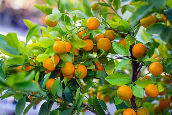 Moroccan Citrus