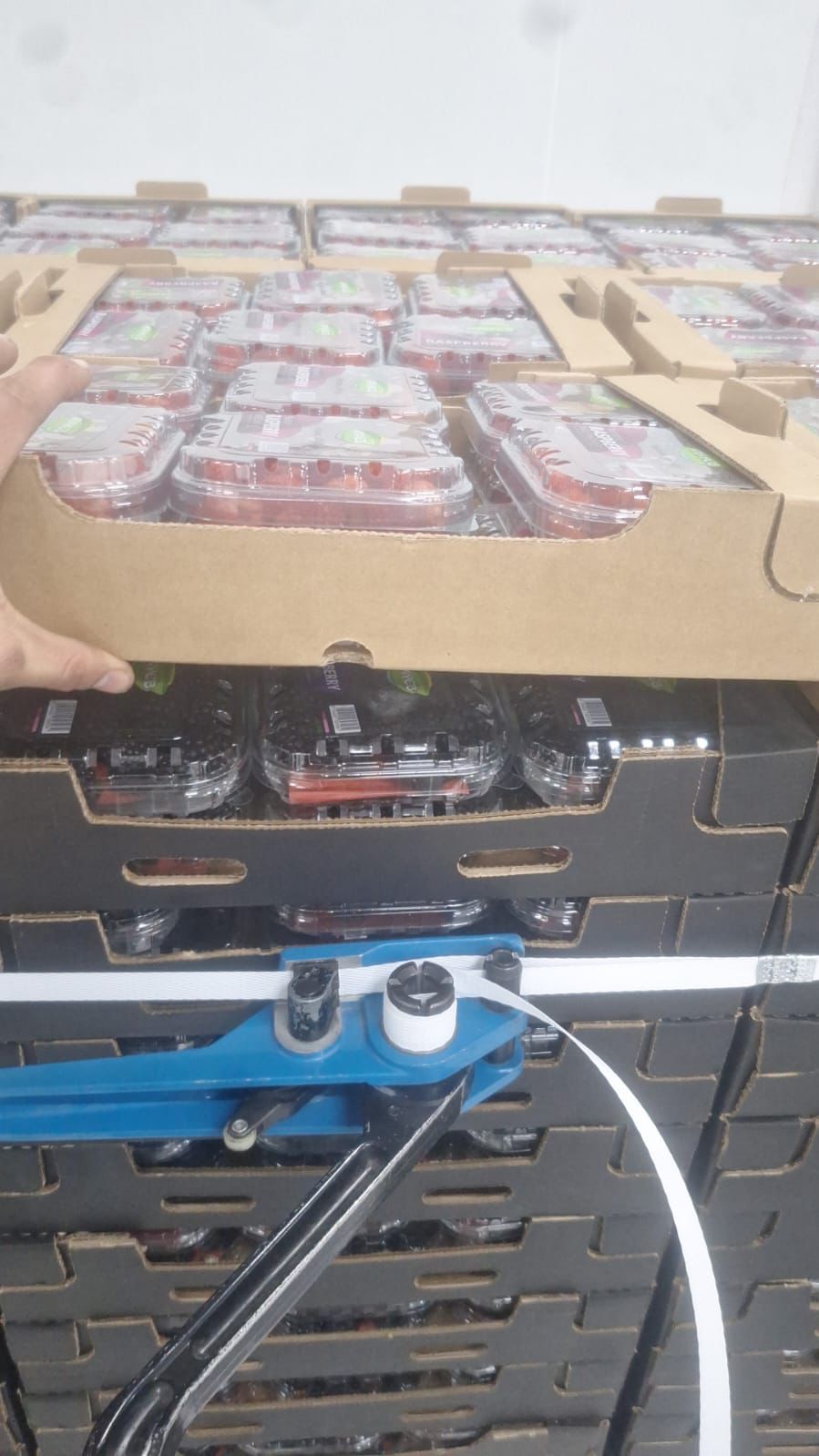 Direct from Moroccan Farms