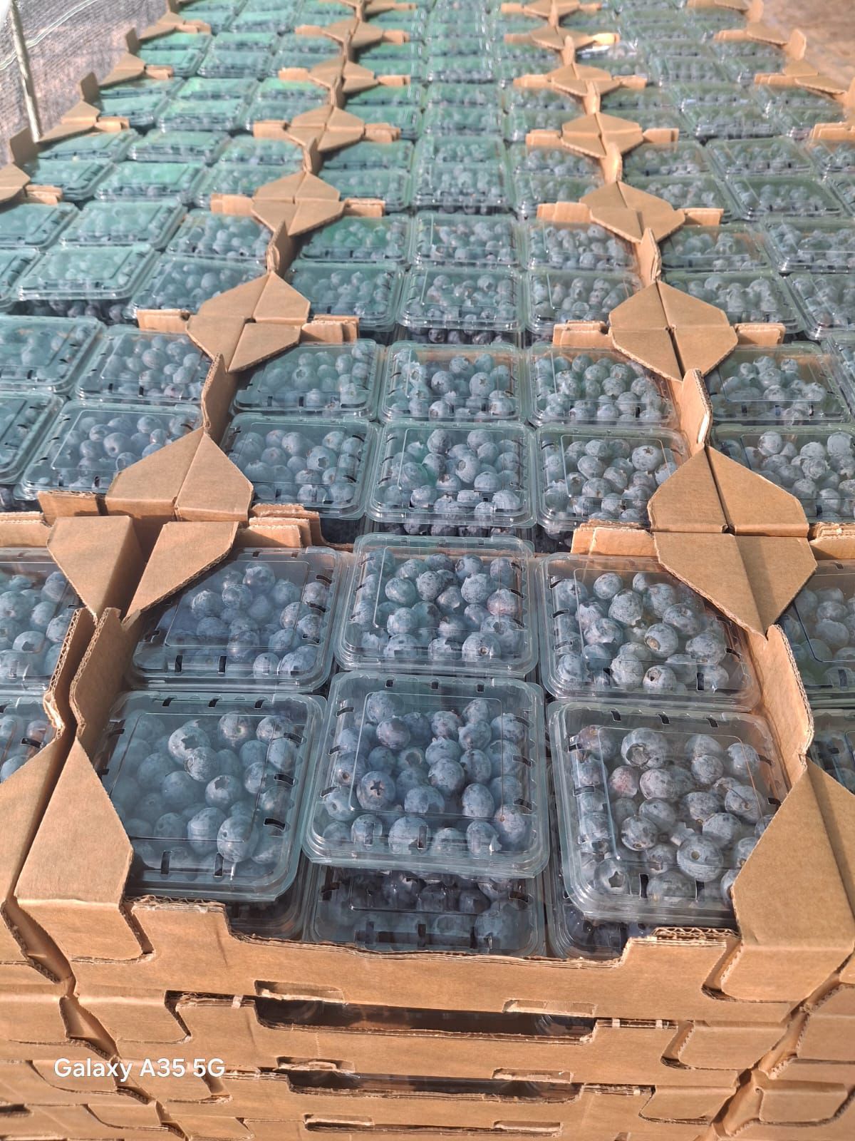 Quality Verified Harvest